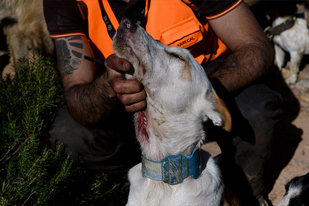 In the event that the dogs have open wounds, they sew them up or use staplers to close them, all without a veterinary presence.