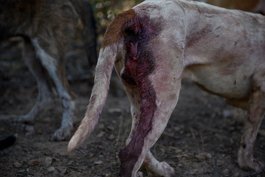 In the event that the dogs have open wounds, they sew them up or use staplers to close them, all without a veterinary presence.