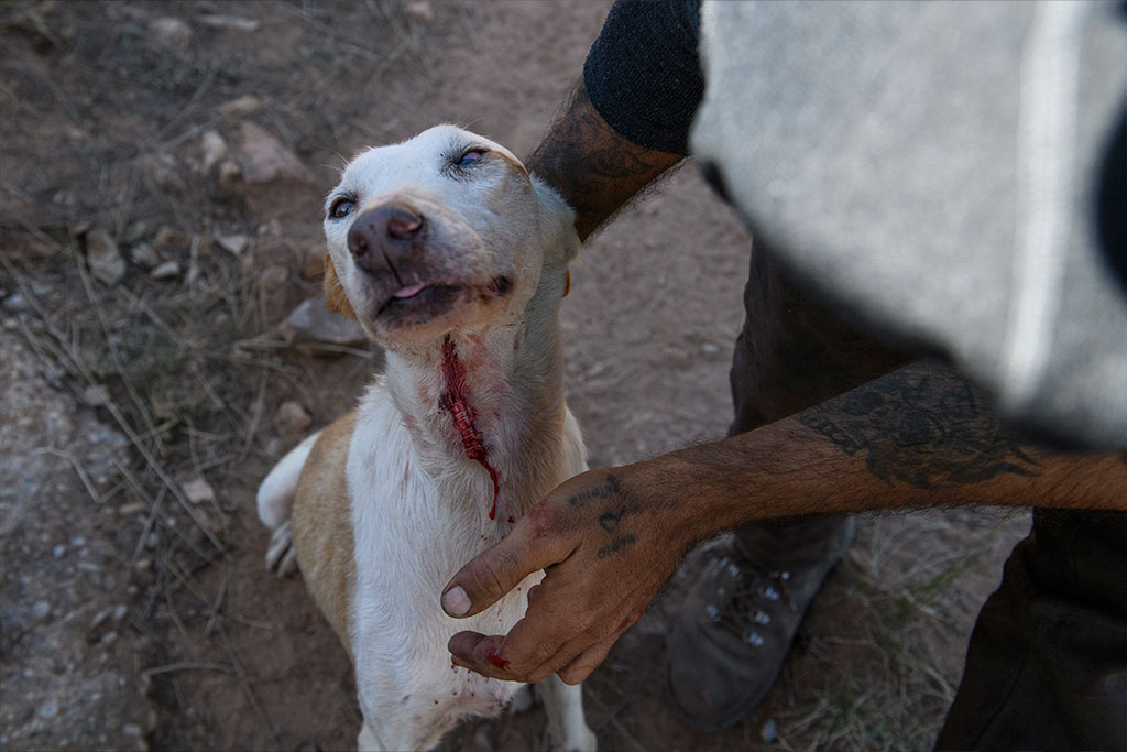 In the event that the dogs have open wounds, they sew them up or use staplers to close them, all without a veterinary presence.