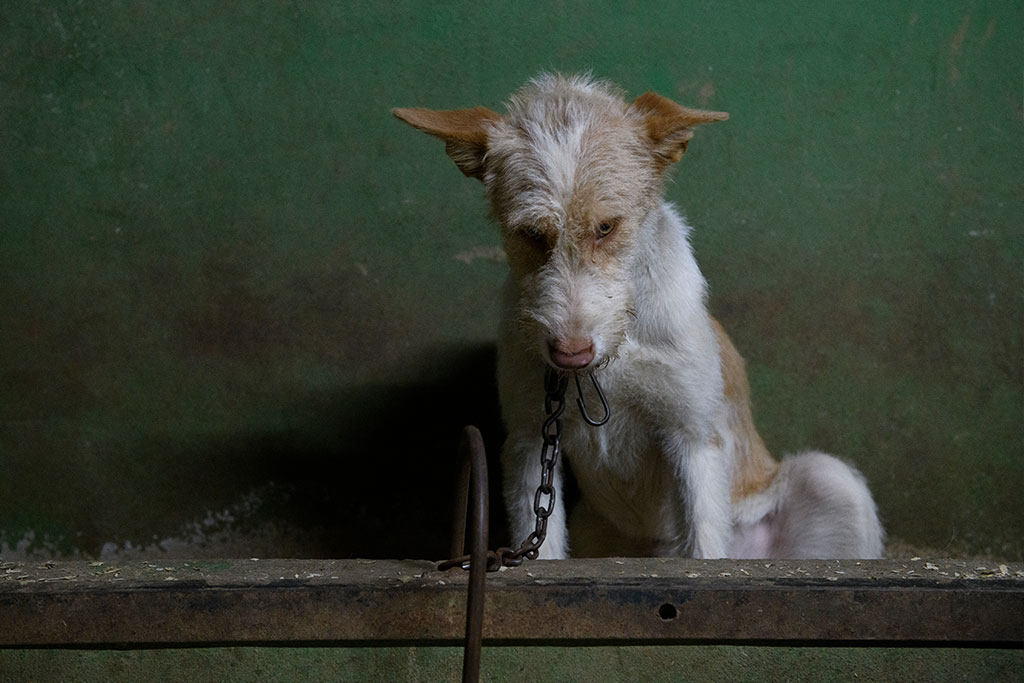 Dogs used for hunting live in unsanitary conditions, exposed to inclement weather, without proper nutrition, and with movements limited by short chains or small cages.