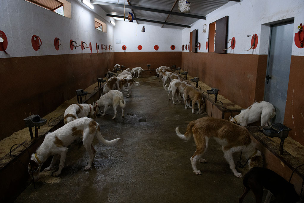 Dogs used for hunting live in unsanitary conditions, exposed to inclement weather, without proper nutrition, and with movements limited by short chains or small cages.