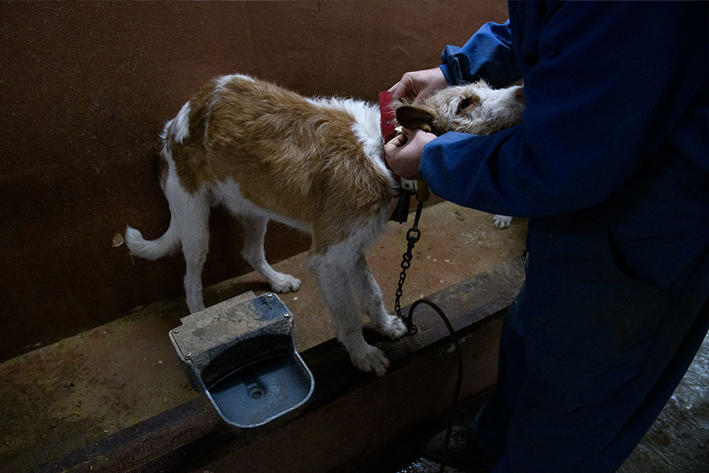 Dogs used for hunting live in unsanitary conditions, exposed to inclement weather, without proper nutrition, and with movements limited by short chains or small cages.