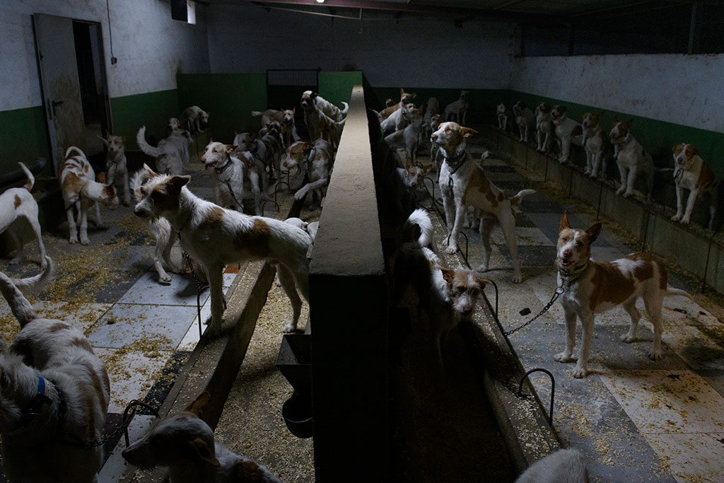 Dogs used for hunting live in unsanitary conditions, exposed to inclement weather, without proper nutrition, and with movements limited by short chains or small cages.
