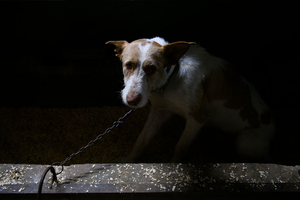 Dogs used for hunting live in unsanitary conditions, exposed to inclement weather, without proper nutrition, and with movements limited by short chains or small cages.