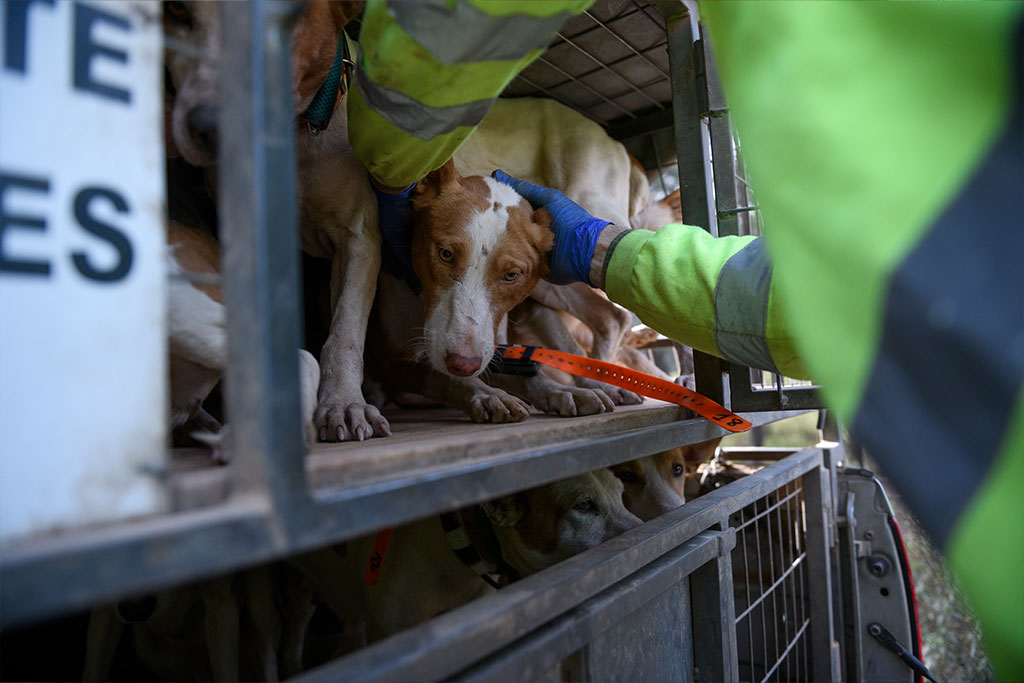 The only thing that the law regulates is the correct cleaning and disinfection of the vehicle, not the well-being of the dogs.