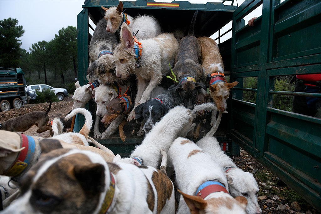 The only thing that the law regulates is the correct cleaning and disinfection of the vehicle, not the well-being of the dogs.