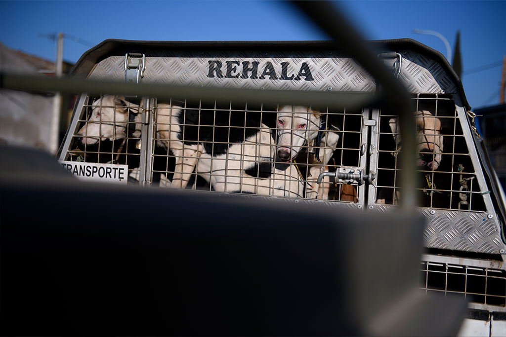 The only thing that the law regulates is the correct cleaning and disinfection of the vehicle, not the well-being of the dogs.