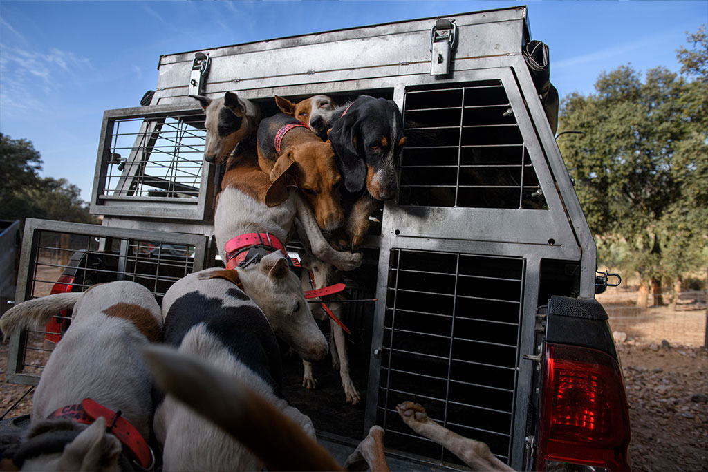 The only thing that the law regulates is the correct cleaning and disinfection of the vehicle, not the well-being of the dogs.