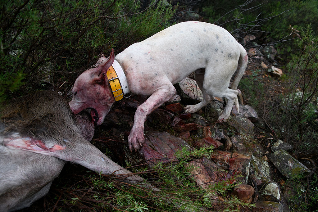 Only in big game during 2020, the lives of 582,290 deer, wild boar, fallow deer and other species were killed.